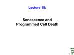 Lecture 18: Senescence and Programmed Cell Death