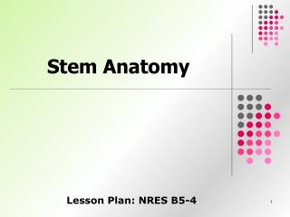 Stem Anatomy