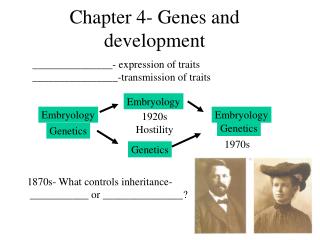 Chapter 4- Genes and development