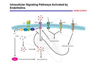 Intracellular Signaling Pathways Activated by Endothelins