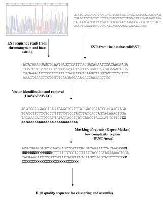 EST sequence reads from chromatogram and base calling