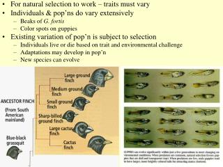 For natural selection to work – traits must vary Individuals &amp; pop’ns do vary extensively