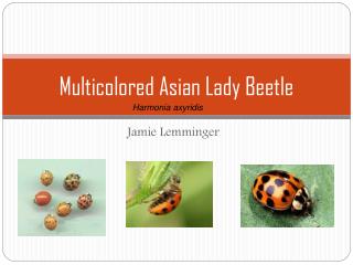 Multicolored Asian Lady Beetle