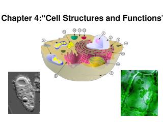 Chapter 4: “ Cell Structures and Functions ”