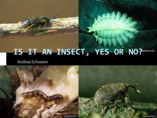 Is it an insect, Yes or No?