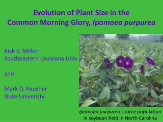 Evolution of Plant Size in the Common Morning Glory, Ipomoea purpurea