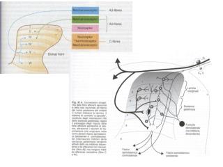 MECCANISMI MODULATORI NELLE VIE NOCICETTIVE