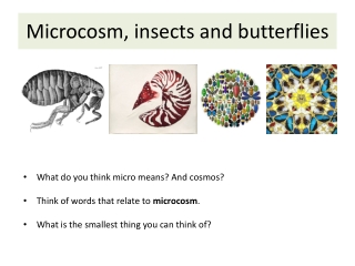 Microcosm, insects and butterflies