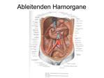 Ableitenden Harnorgane