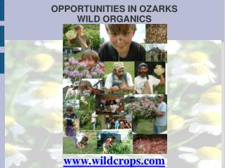 OPPORTUNITIES IN OZARKS WILD ORGANICS