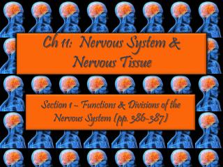 Ch 11: Nervous System &amp; Nervous Tissue
