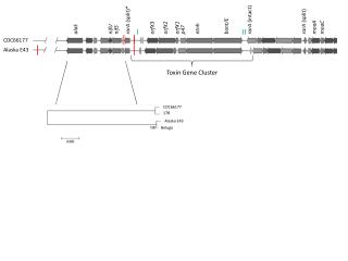 Toxin Gene Cluster