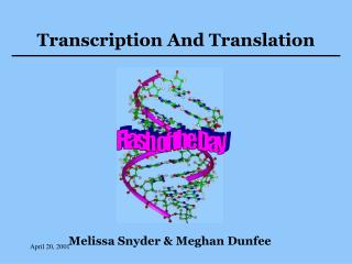 Transcription And Translation