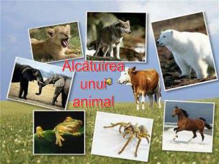 Alcătuirea unui animal