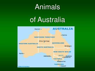 Animals of Australia