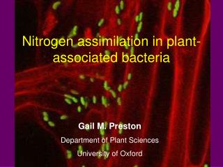 Nitrogen assimilation in plant-associated bacteria