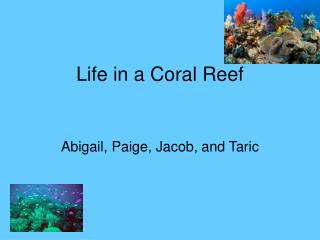 Life in a Coral Reef