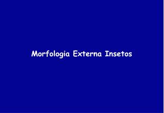 Morfologia Externa Insetos