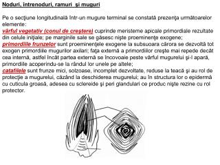 Noduri, î ntrenoduri, ramuri şi muguri
