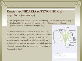 Kmeň – ACNIDARIA (CTENOPHORA ) – nepŕhlivce (rebrovky)