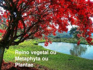 Reino vegetal ou Metaphyta ou Plantae