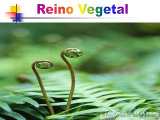 Reino Vegetal