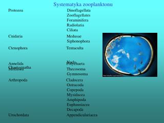 Systematyka zooplanktonu