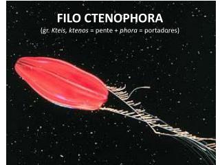 FILO CTENOPHORA (gr. Kteis, ktenos = pente + phora = portadores)