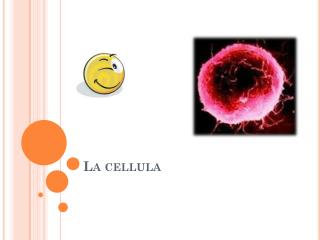 La cellula