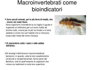 Macroinvertebrati come bioindicatori