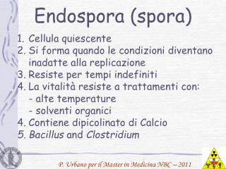 Endospora (spora)