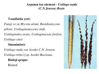 Təsnifatda yeri : Fungi və ya Mycota aləmi , Basidiomycota şöbəsi , Ustilaginomycetes sinfi ,