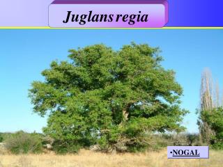 NOGAL