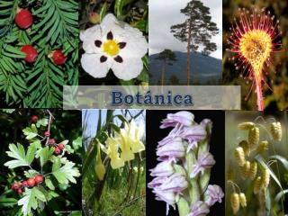 Botánica