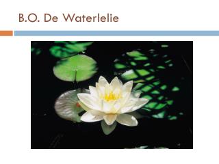 B.O. De Waterlelie