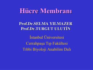 Hücre Membranı Prof.Dr .SELMA YILMAZER Prof.Dr .TURGUT ULUTİN