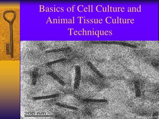 Basics of Cell Culture and Animal Tissue Culture Techniques