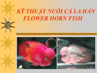 KỸ THUẬT NUÔI CÁ LA HÁN FLOWER HORN FISH