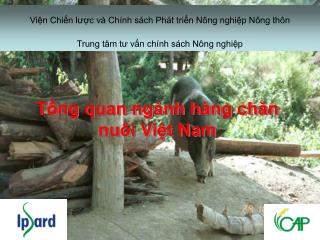 Tổng quan ngành hàng chăn nuôi Việt Nam