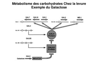 Métabolisme des carbohydrates Chez la levure Exemple du Galactose