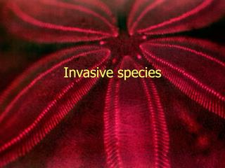 Invasive species