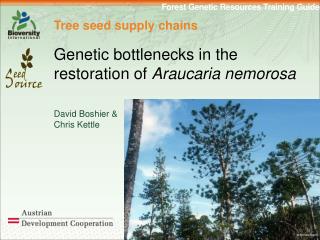 Tree seed supply chains