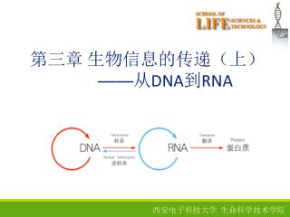 第三章 生物信息的传递（上） —— 从 DNA 到 RNA