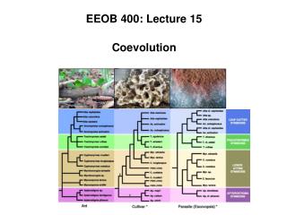 EEOB 400: Lecture 15 Coevolution
