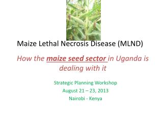 Maize Lethal Necrosis Disease (MLND)