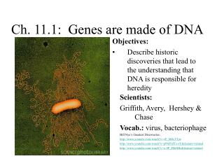Ch. 11.1: Genes are made of DNA
