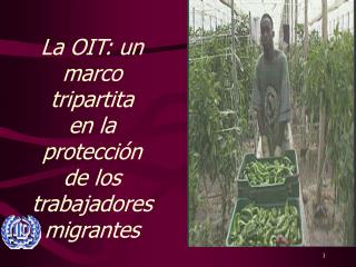 La OIT: un marco tripartita en la protección de los trabajadores migrantes