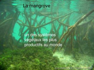 un des systèmes végétaux les plus productifs au monde