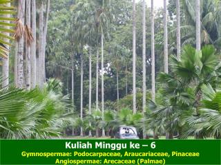 Kuliah Minggu ke – 6 Gymnospermae: Podocarpaceae, Araucariaceae, Pinaceae