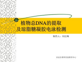 植物总 DNA 的提取 及琼脂糖凝胶电泳检测